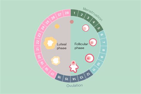 Luteal phase